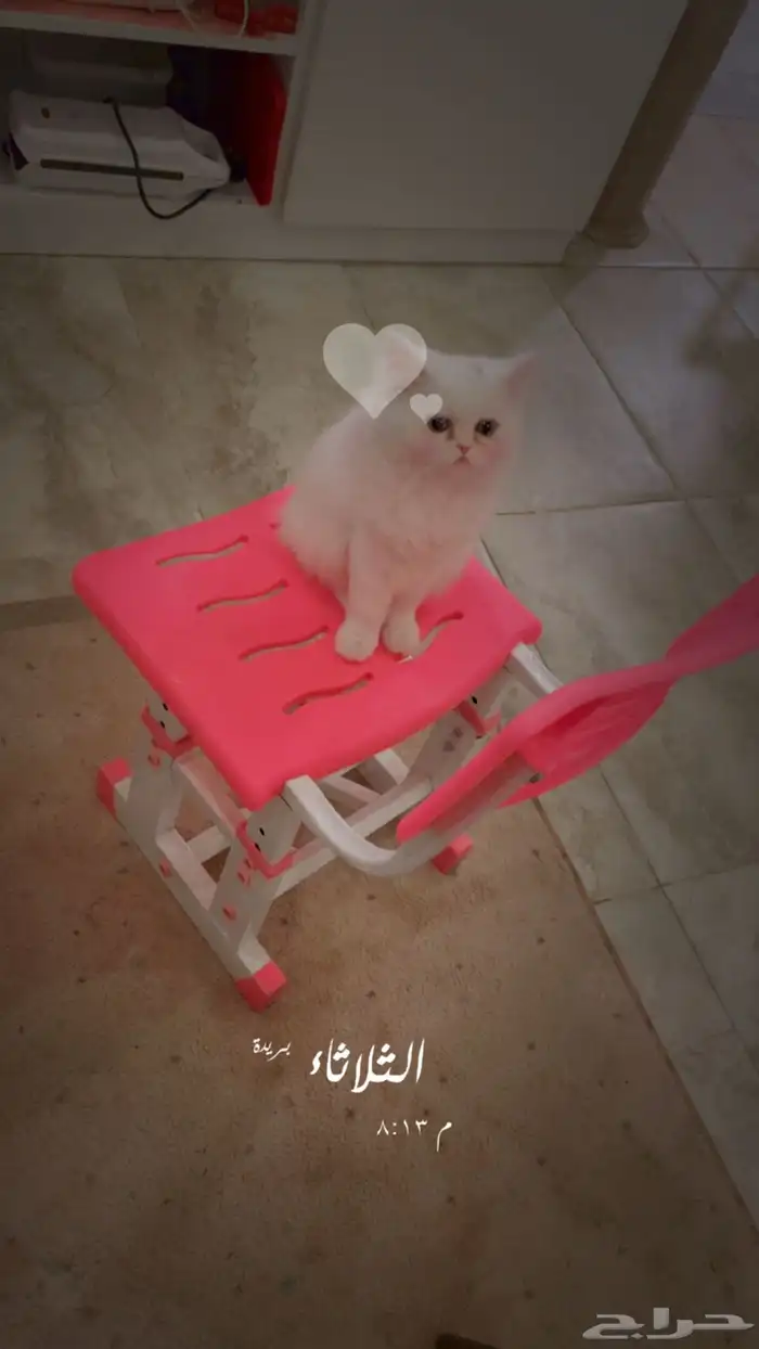 قطه بيضاء جميله 0