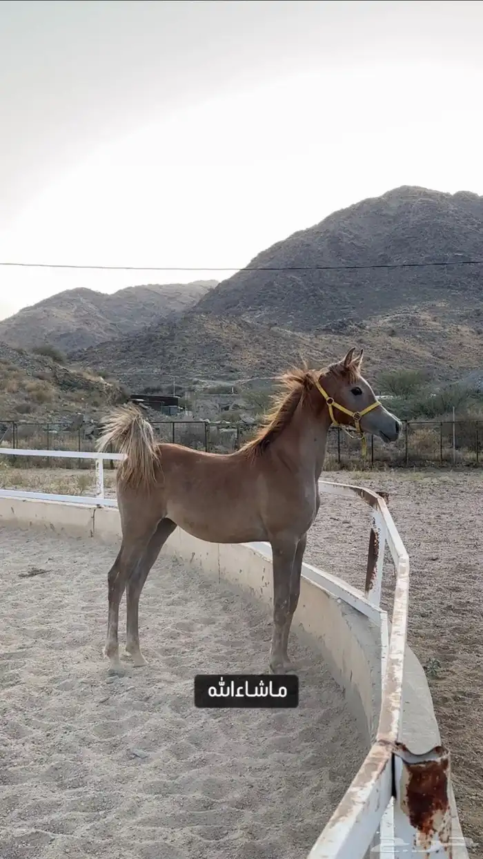 مهر واهو شيخ 1