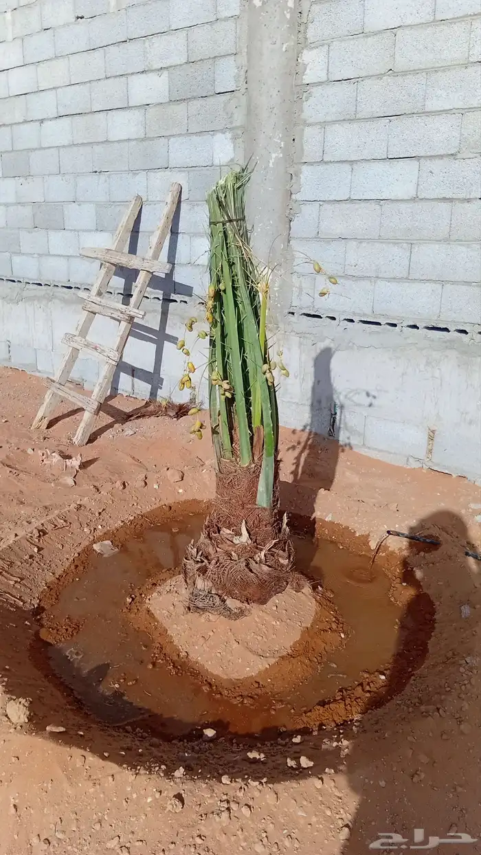 توريد جميع أنواع النخيل 5