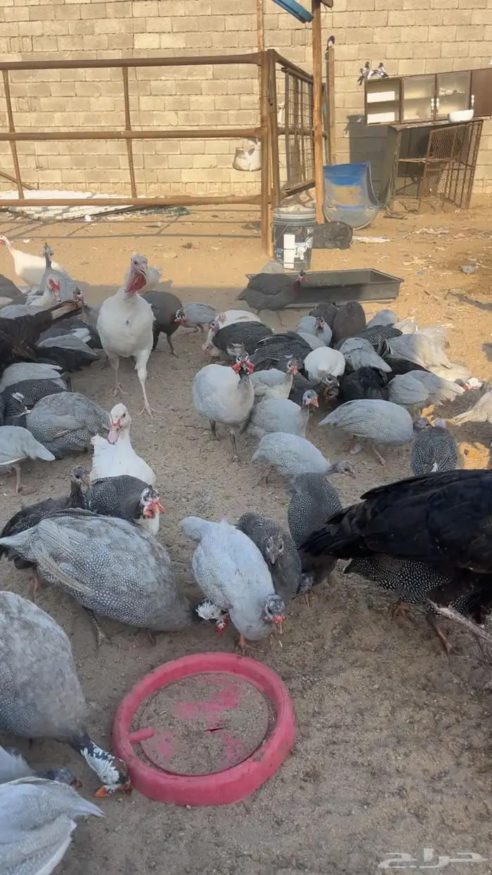 دجاج حجل 2