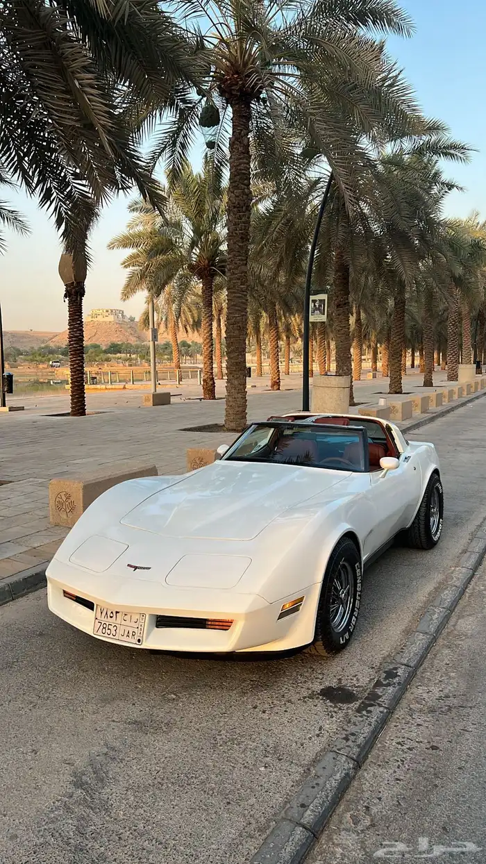 كورفيت 1981 للايجار 1