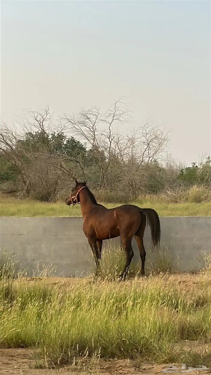 خيل شعبي كفو 2