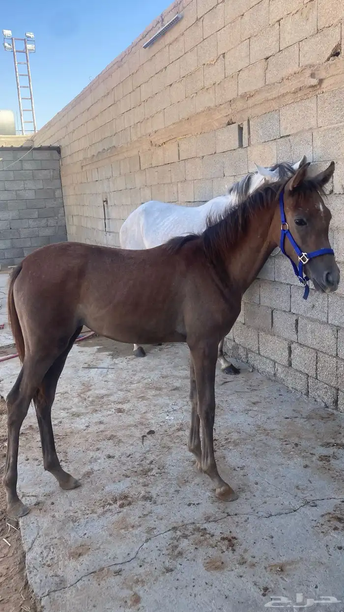 فرس ومهره للبيع جميع خيل 2