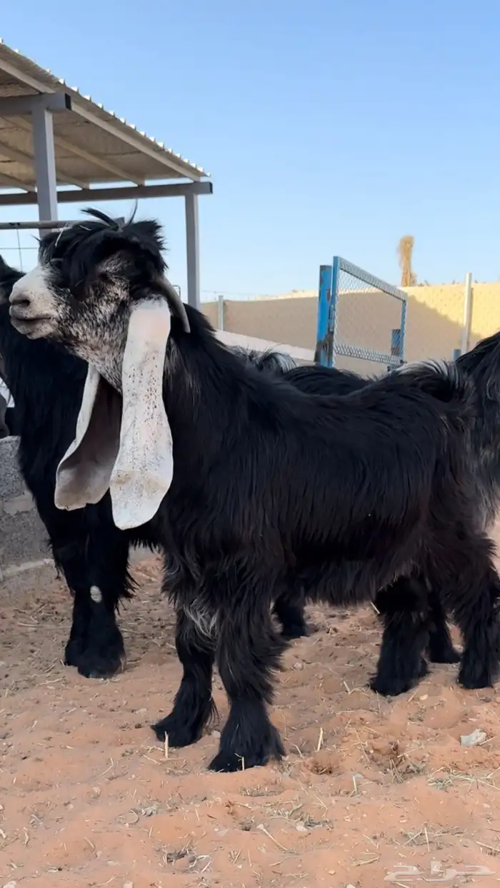 للبيع جفر خصم الخصم 1