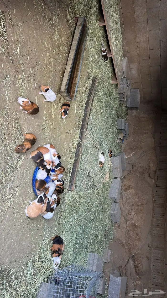 وبران بلديه وفرنسيه 2