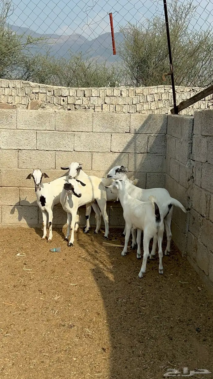 بيشيات 5