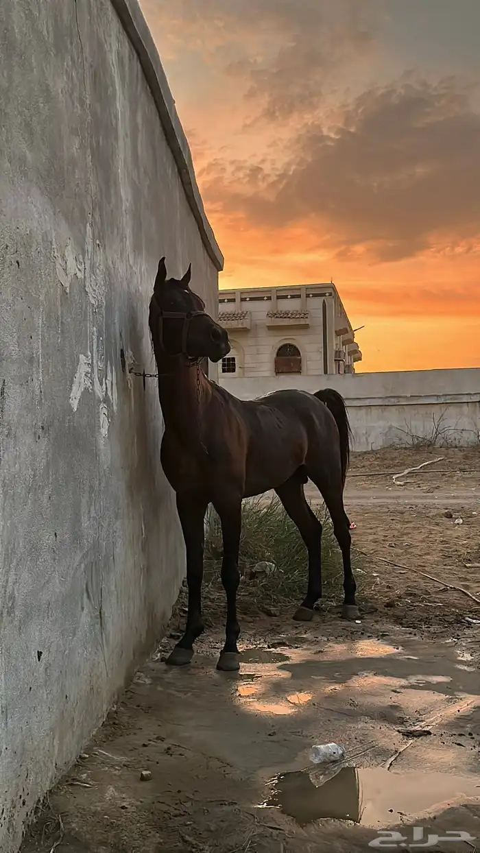 خيل شعبي كفو 0