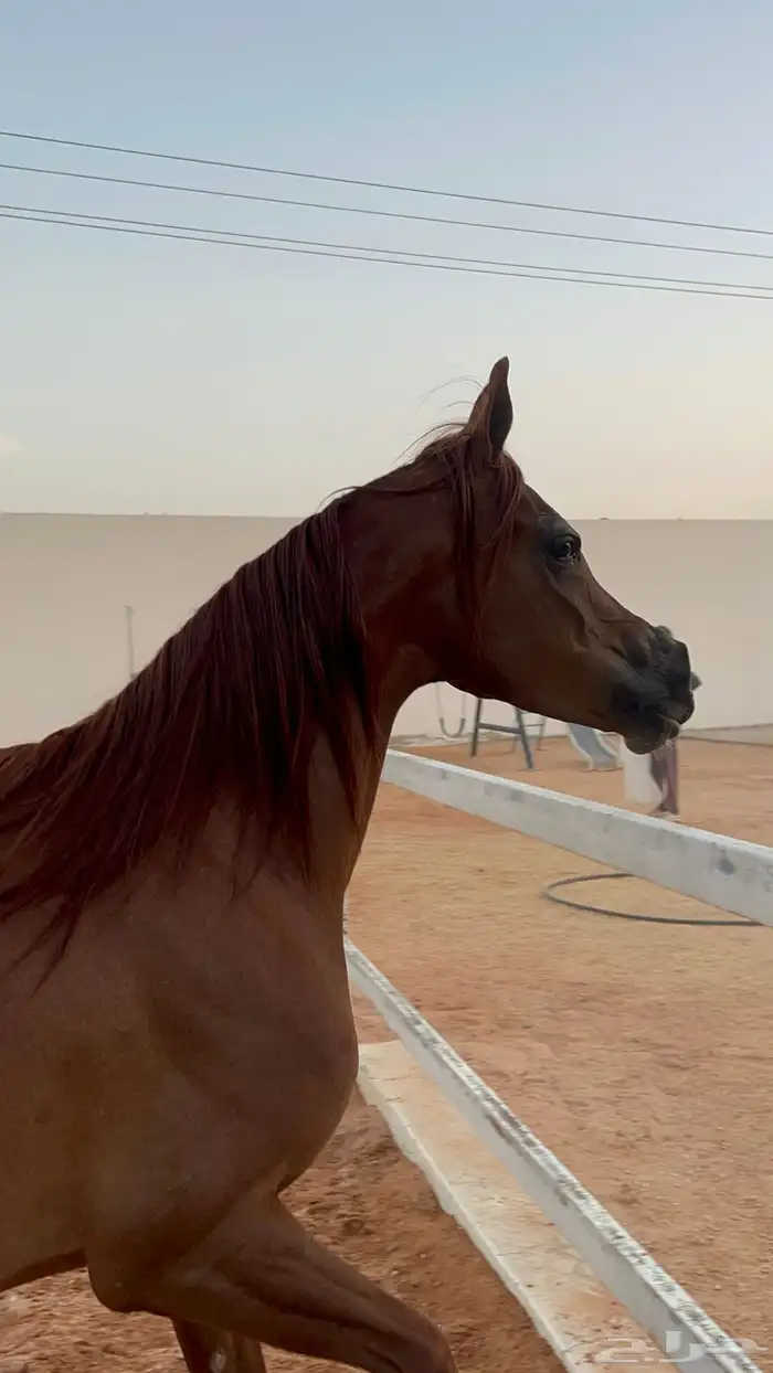 فرس واهو مكس 0