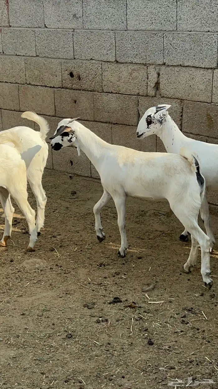 بيشيات 2