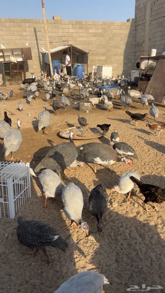 دجاج حجل 4