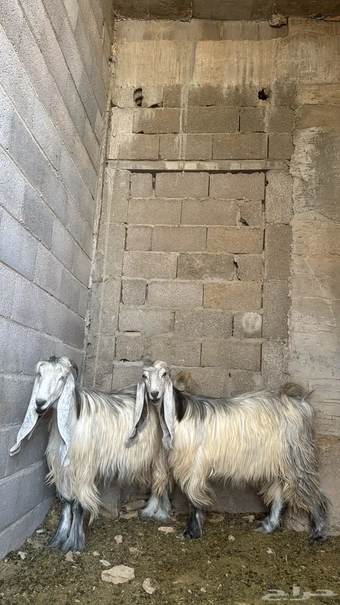 عنزين عوارض شهب لهل الصنف ثنيه ورباع(جروم ناهيه)دفيع سونار 2