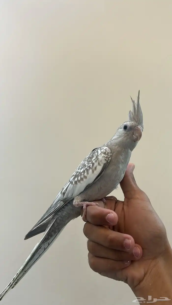 كروان هولندي تممم البيع 1