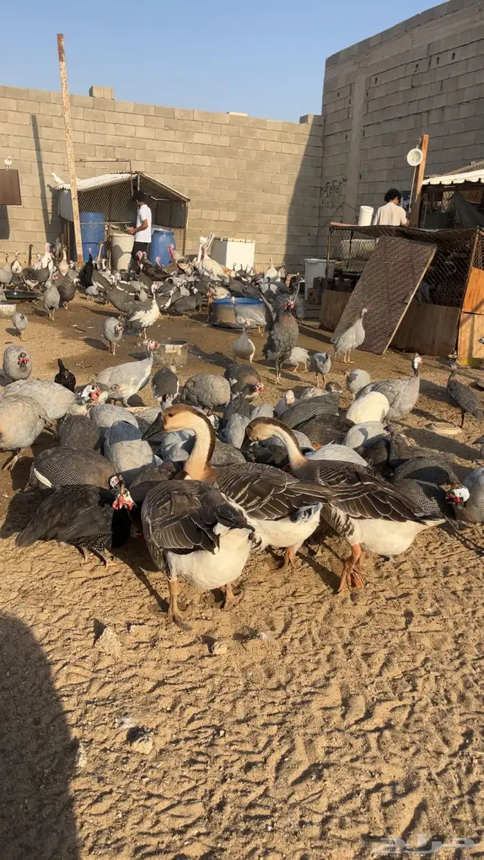 دجاج حجل 3