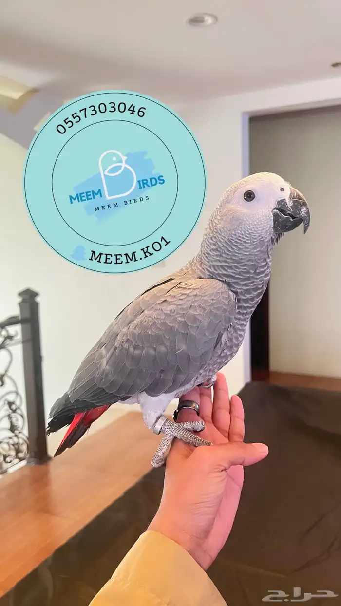 كاسكو ثلجي اليف حمامه وهدد نشبه 2