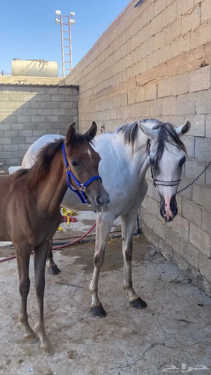 فرس ومهره للبيع جميع خيل 3
