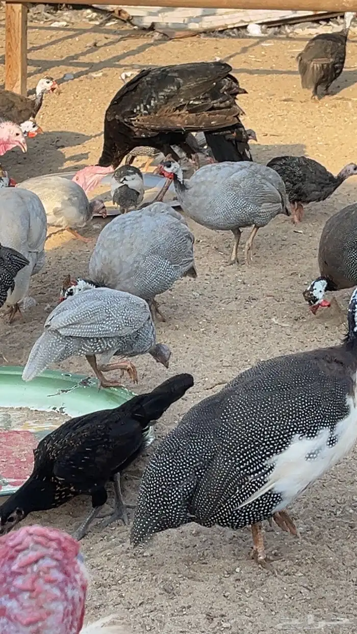 دجاج حجل 1