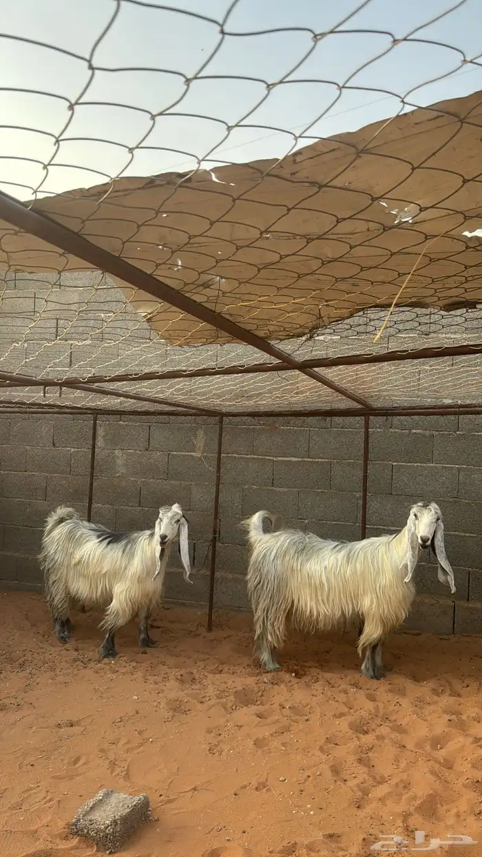 عنزين عوارض شهب لهل الصنف ثنيه ورباع(جروم ناهيه)دفيع سونار 3