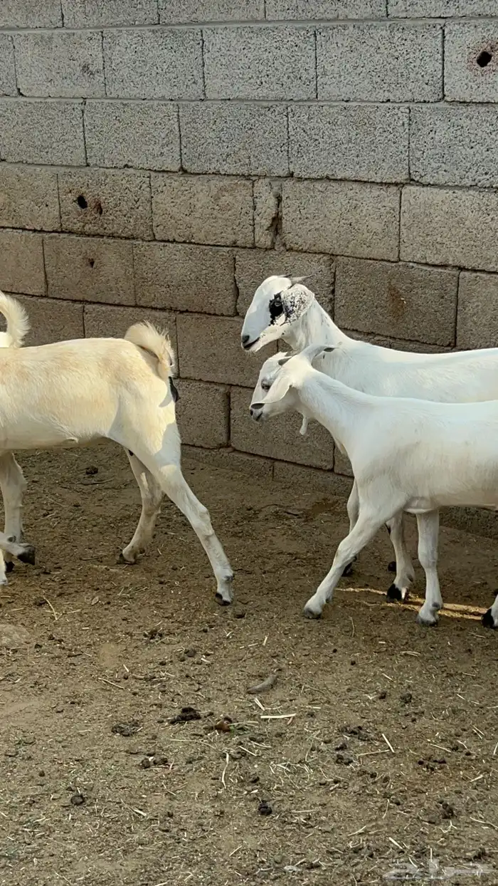 بيشيات 1