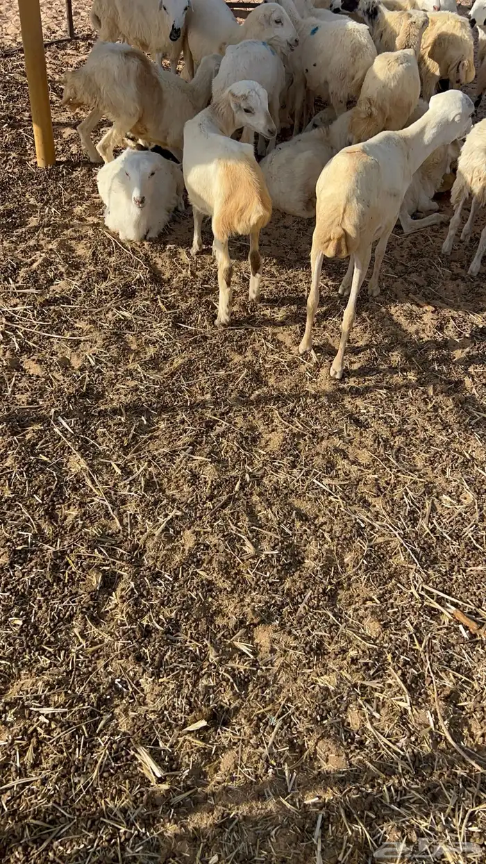 رخال رفيدي 0
