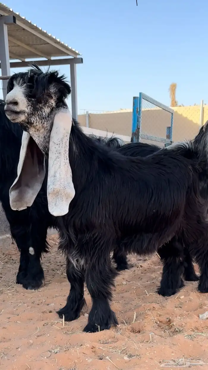 للبيع جفر خصم الخصم 0