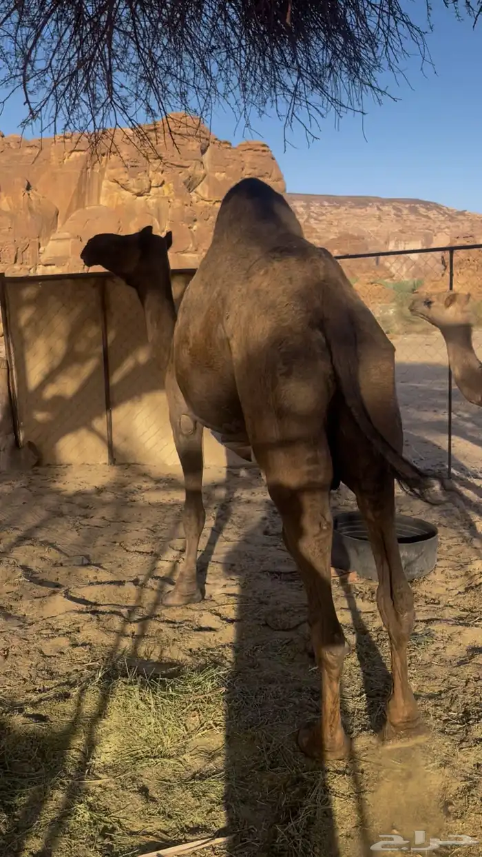 ناقه ضريبه مبيوع ولدها السن نصوف اناقه مجموع بالحليب 0