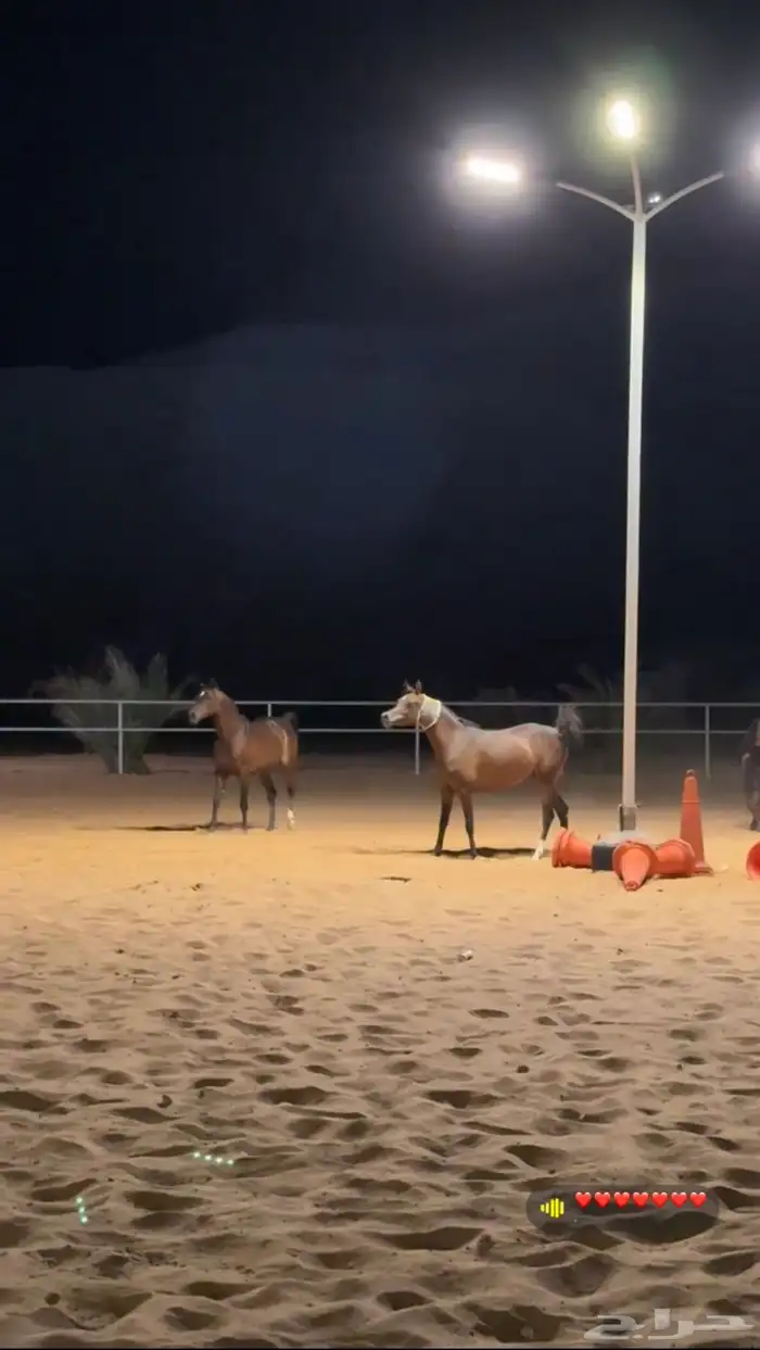 مربط ال عنان -رفاهية الخيل تبدأ من هنا خصم 20 1