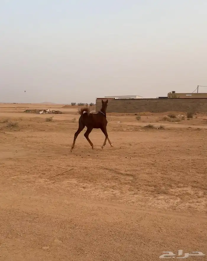 للبيع مهره طيبه با الحيل 4