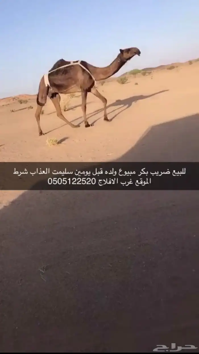 جنوب برودان 0
