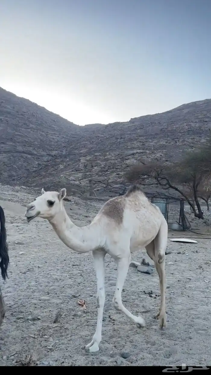 بكره للبيع 0