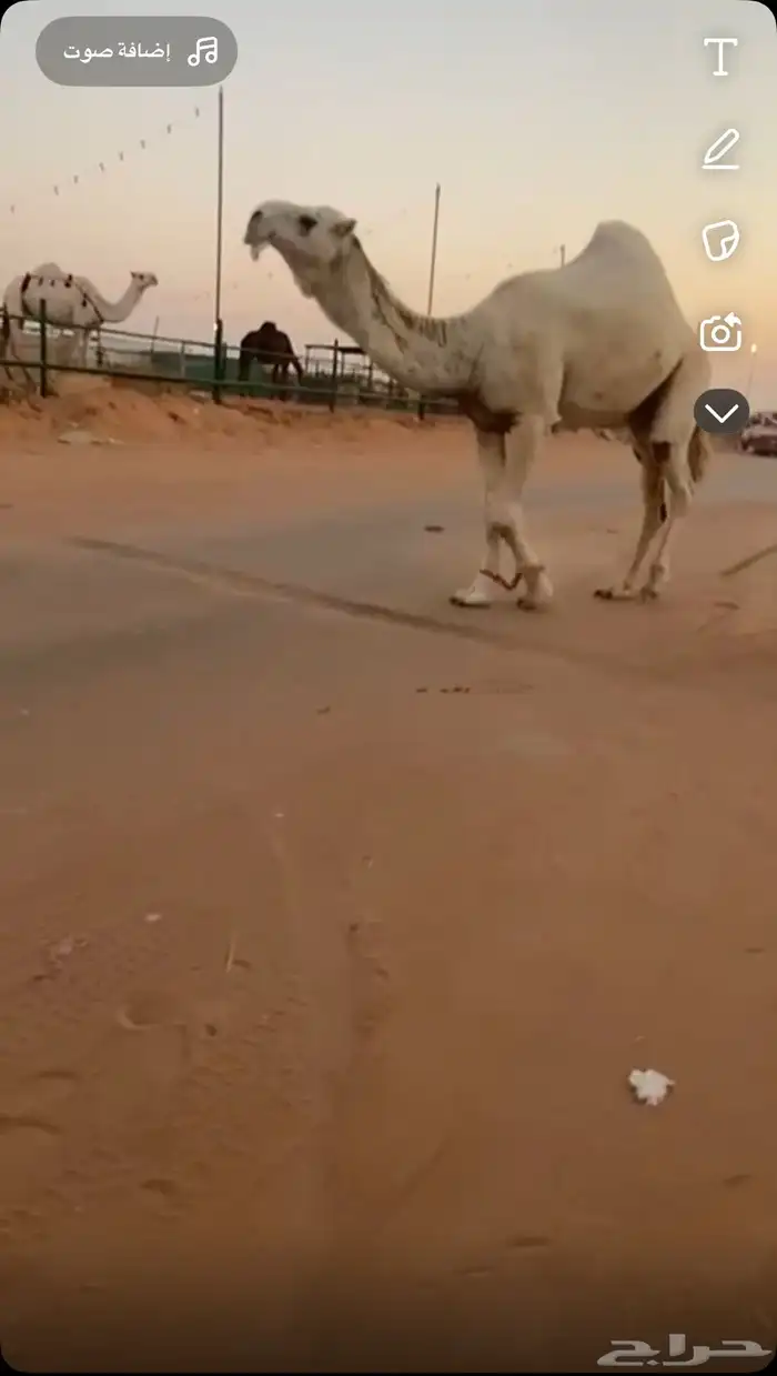 بعير عل رمان ابن قريع هذا انتاجه مبيوع ولده أدون من 100 2
