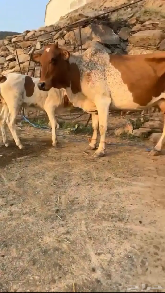 بقره تحتها حسيله 0