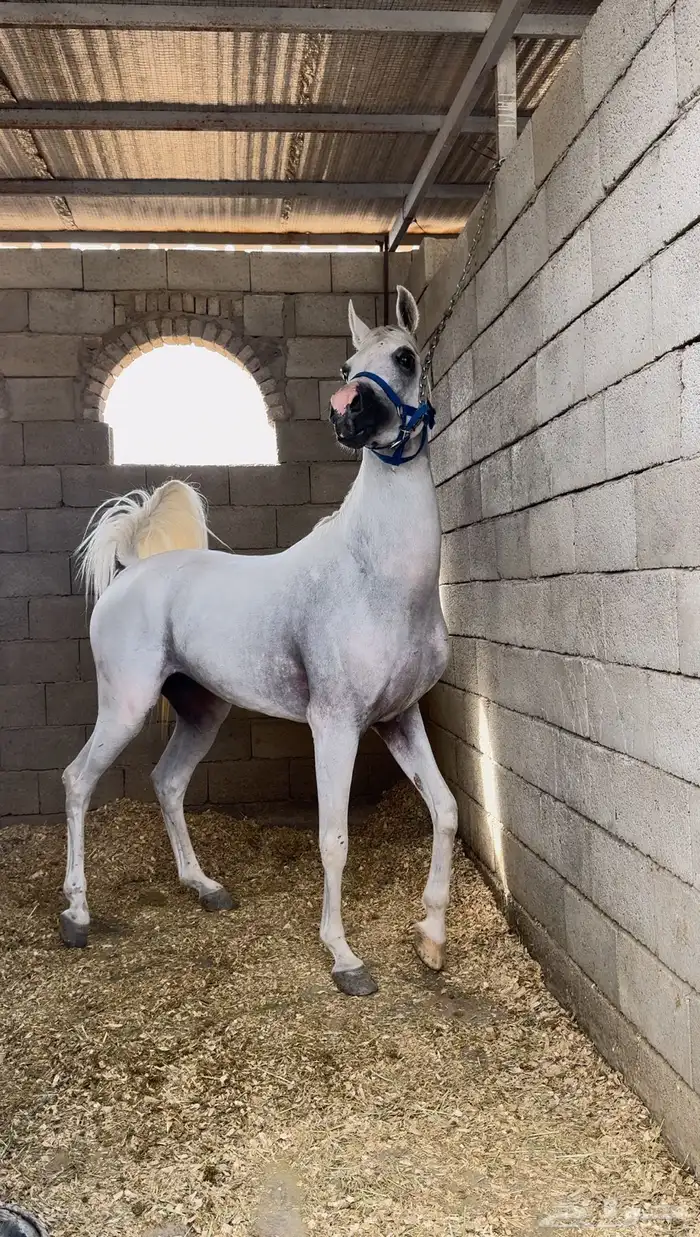 لعشاق التميز اعرض لكم حصان 3