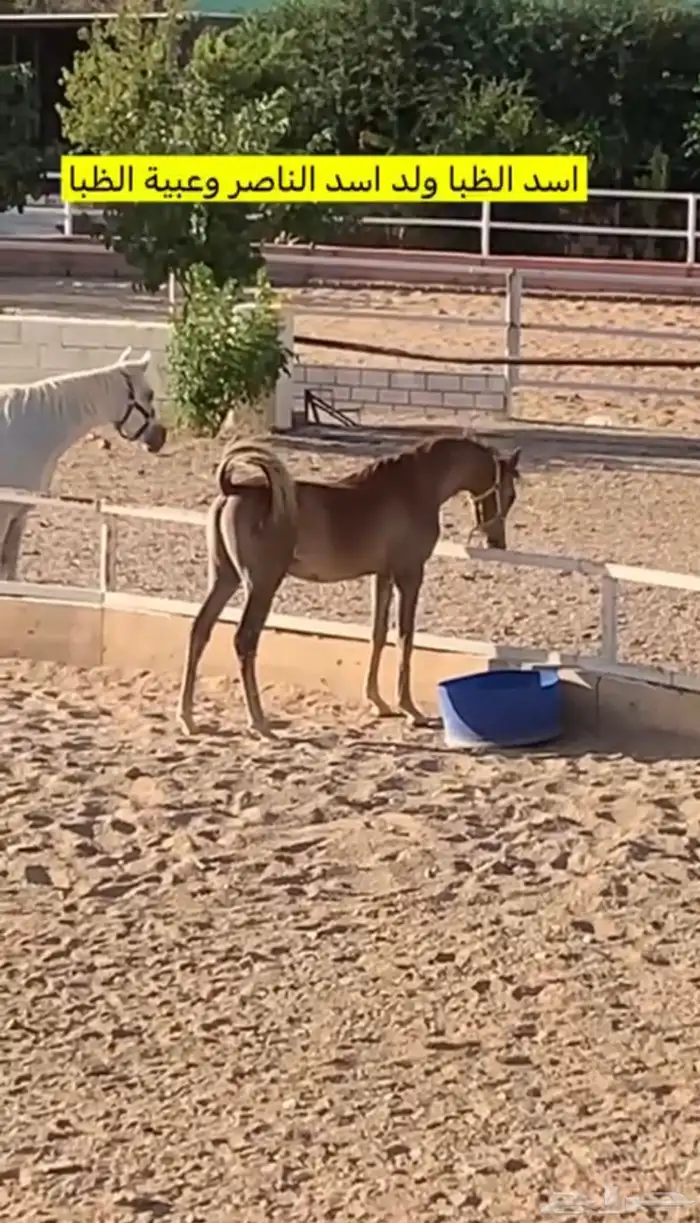 مهر واهو شيخ 0