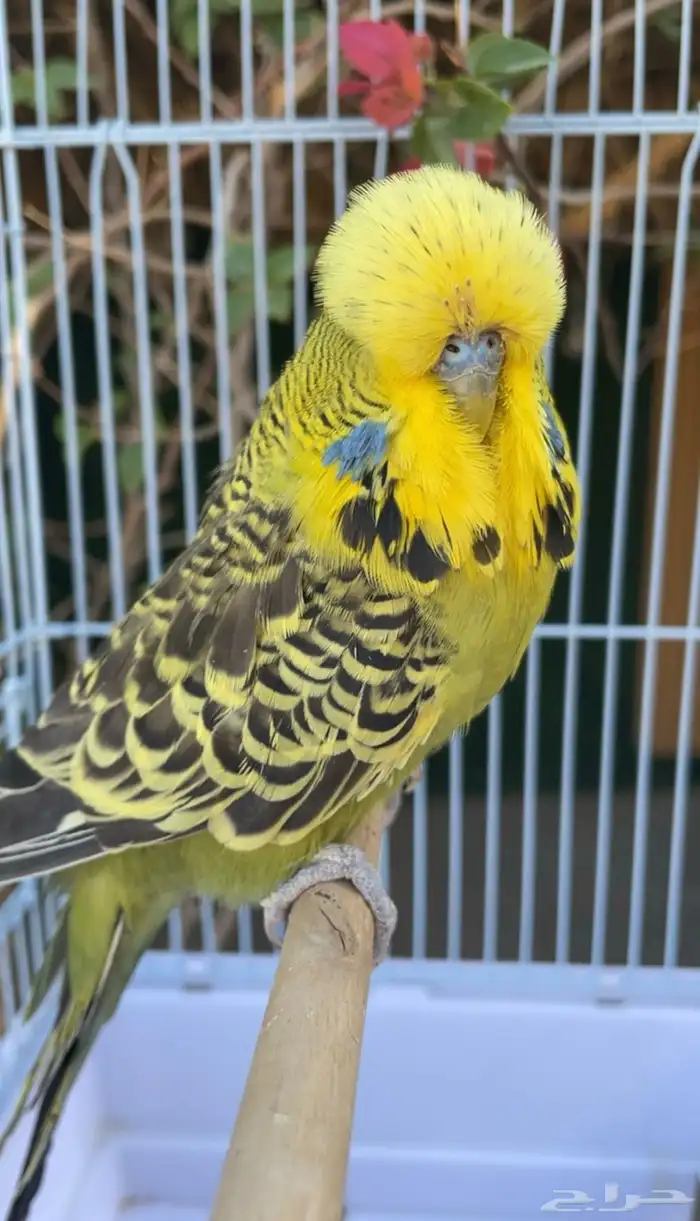 ذكر بادجي( طير حب ) انجليزي 0