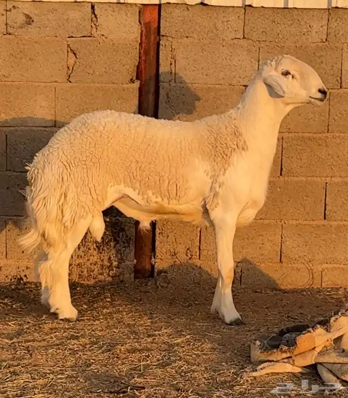 فحل ثني خصم وبره رقم 1 كامل الشروط فحل نادر 4