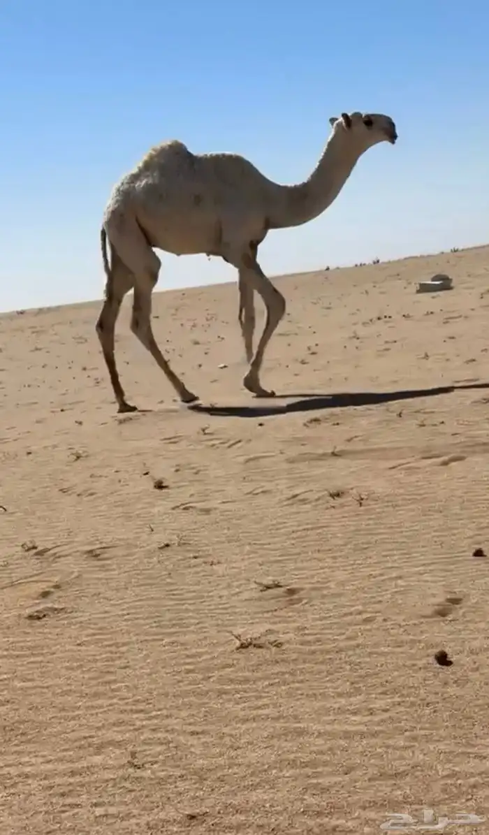 قعود اوضح رماني 0