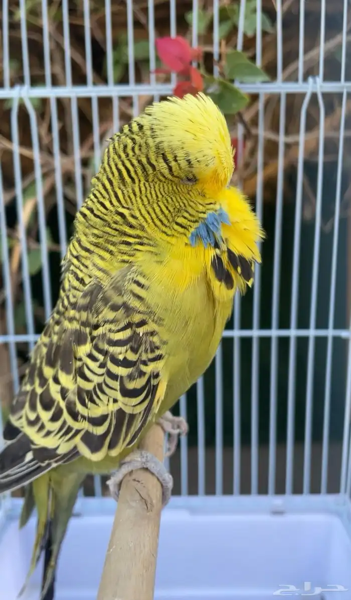 ذكر بادجي( طير حب ) انجليزي 1