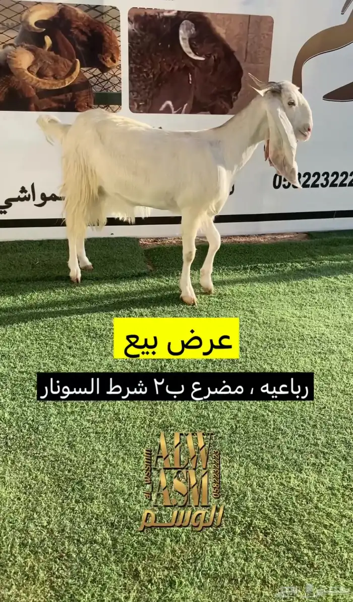 مطوره رباعيه شرط الضريع 2