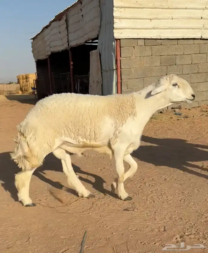 فحل ثني خصم وبره رقم 1 كامل الشروط فحل نادر 5