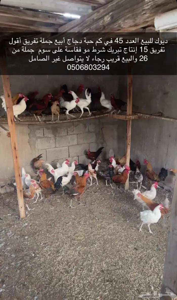 ديوك للبيع 0