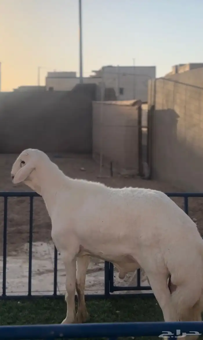 مشروع حري فاخر 0