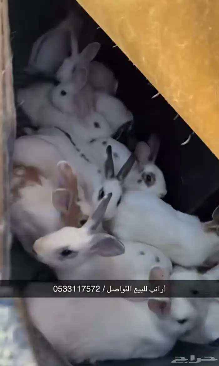 أرانب ودجاج 0