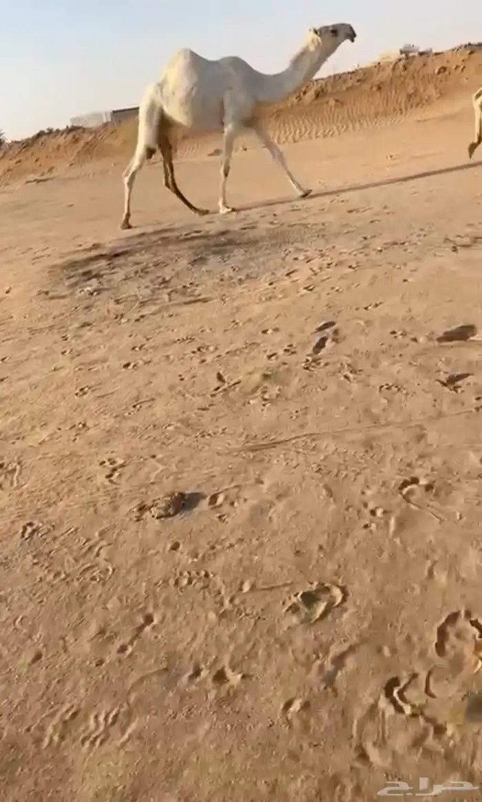 بكره كفو 0