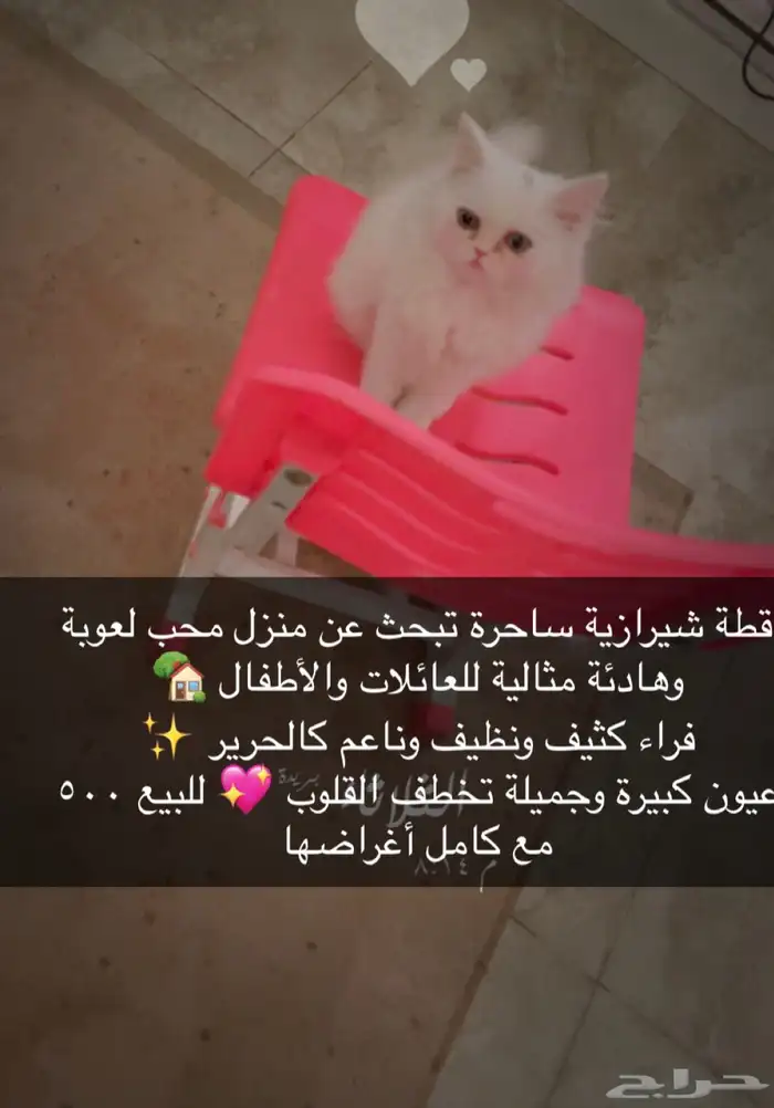 قطه بيضاء جميله 2