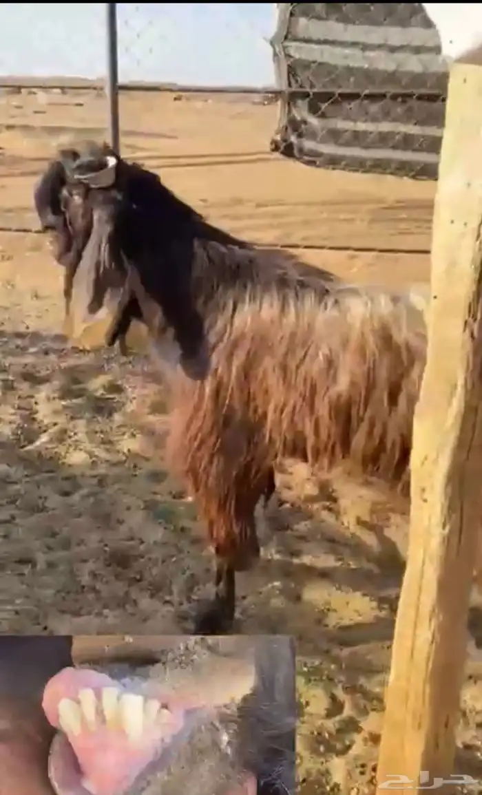 تيس شامي طيب 0