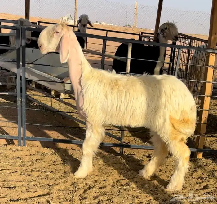 رخل عيسيه خصم 0