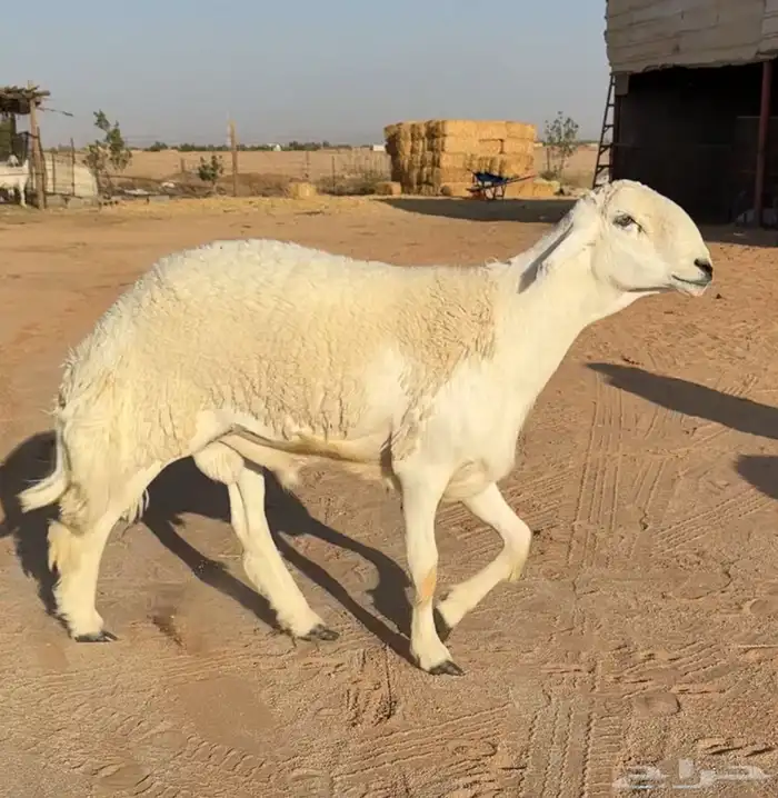 فحل ثني خصم وبره رقم 1 كامل الشروط فحل نادر 0
