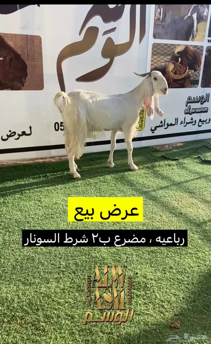 مطوره رباعيه شرط الضريع 1