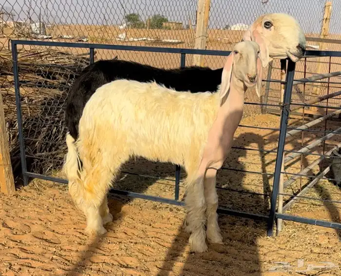 رخل عيسيه خصم 2