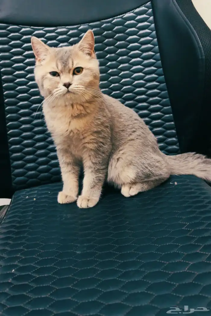 قط سكوتش ستريت 2